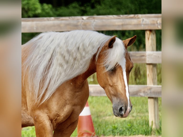 American Quarter Horse Merrie 5 Jaar 145 cm Palomino in Fresno, OH