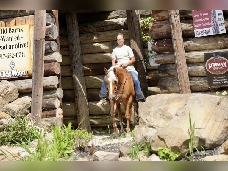 American Quarter Horse Merrie 5 Jaar 145 cm Palomino in Fresno, OH