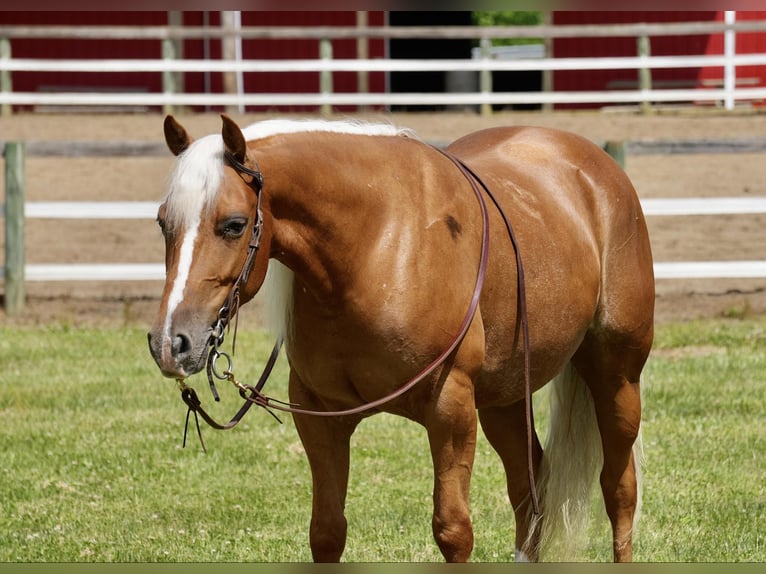 American Quarter Horse Merrie 5 Jaar 145 cm Palomino in Fresno, OH