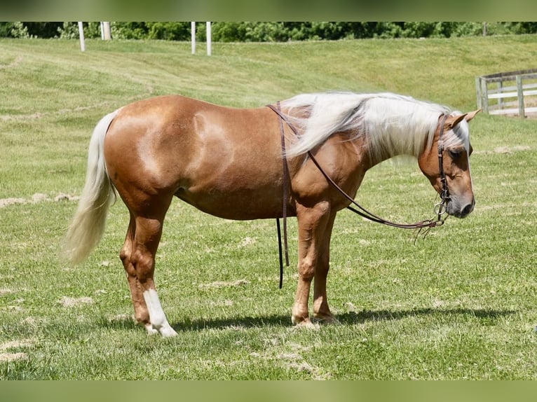 American Quarter Horse Merrie 5 Jaar 145 cm Palomino in Fresno, OH