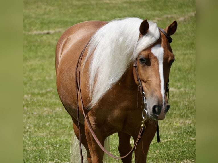 American Quarter Horse Merrie 5 Jaar 145 cm Palomino in Fresno, OH