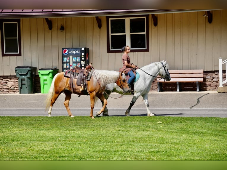 American Quarter Horse Merrie 5 Jaar 145 cm Palomino in Fresno, OH