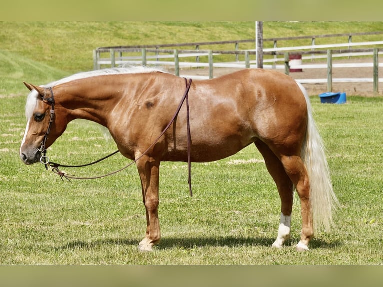 American Quarter Horse Merrie 5 Jaar 145 cm Palomino in Fresno, OH