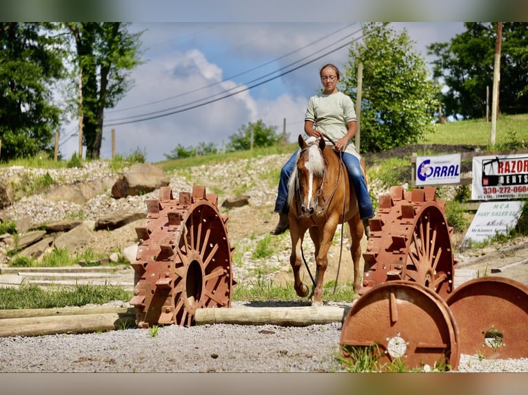 American Quarter Horse Merrie 5 Jaar 145 cm Palomino in Fresno, OH