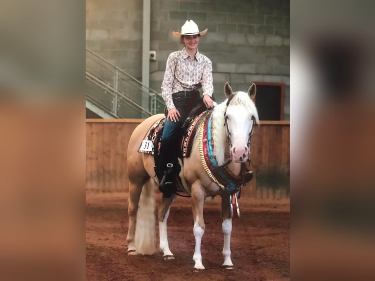 American Quarter Horse Merrie 5 Jaar 145 cm Palomino in Broadway