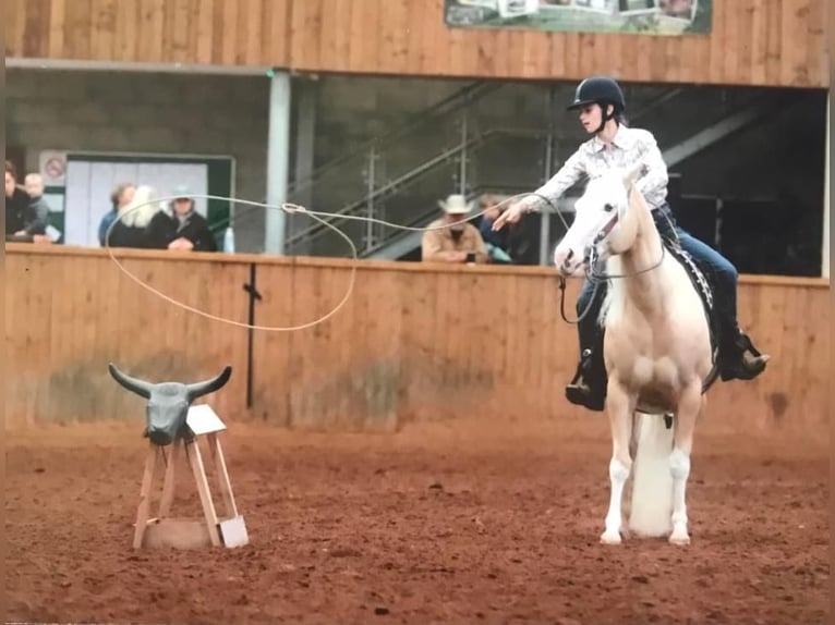 American Quarter Horse Merrie 5 Jaar 145 cm Palomino in Broadway