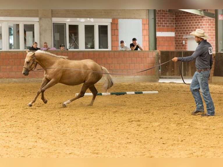 American Quarter Horse Merrie 5 Jaar 145 cm Palomino in Hürth American Quarter Horse Merrie 5 Jaar 145 cm Palomino in Hürth