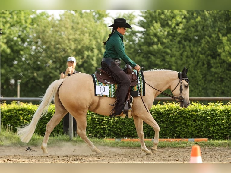 American Quarter Horse Merrie 5 Jaar 145 cm Palomino in Bad Laer