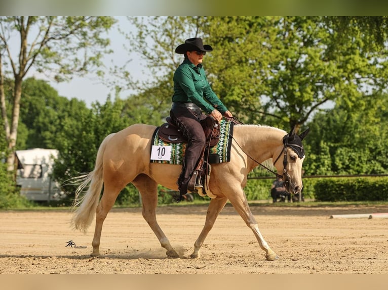 American Quarter Horse Merrie 5 Jaar 145 cm Palomino in Bad Laer