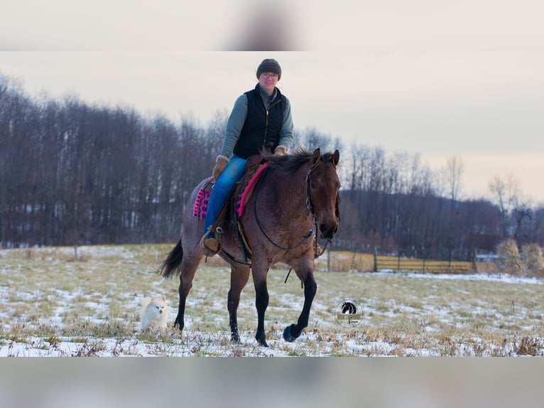 American Quarter Horse Merrie 5 Jaar 145 cm Roan-Bay in Fredericksburg