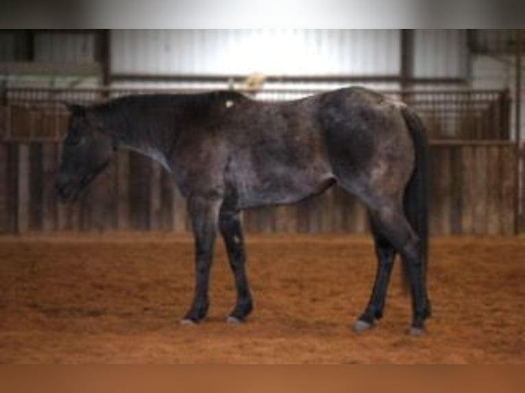 American Quarter Horse Merrie 5 Jaar 145 cm Roan-Blue in Ripley