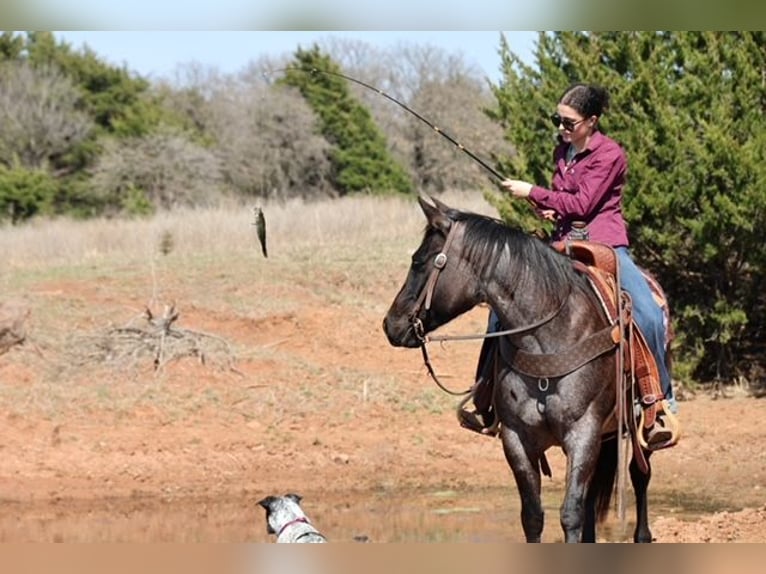 American Quarter Horse Merrie 5 Jaar 145 cm Roan-Blue in Ripley