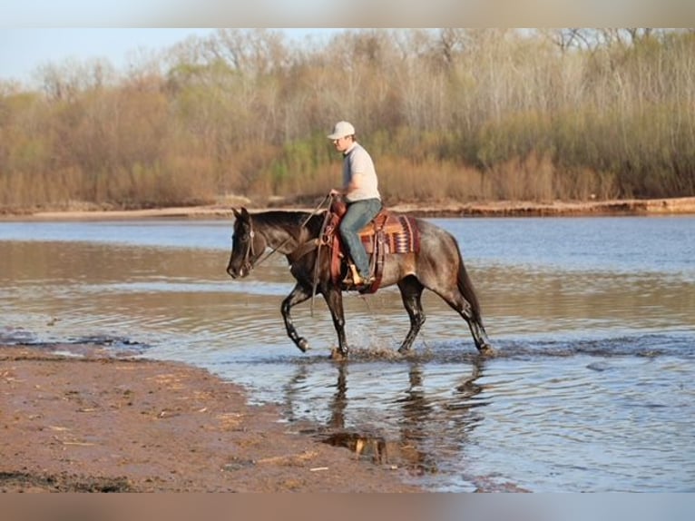 American Quarter Horse Merrie 5 Jaar 145 cm Roan-Blue in Ripley