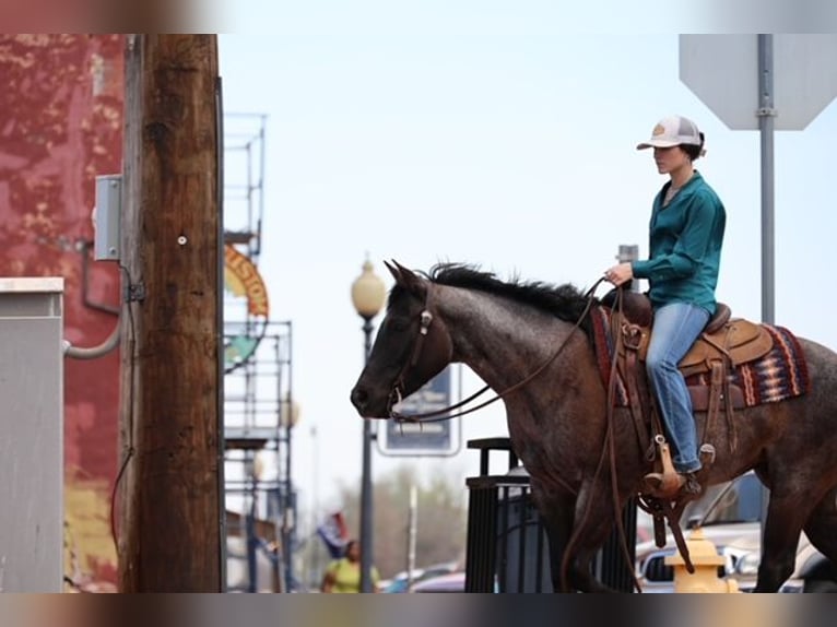 American Quarter Horse Merrie 5 Jaar 145 cm Roan-Blue in Ripley