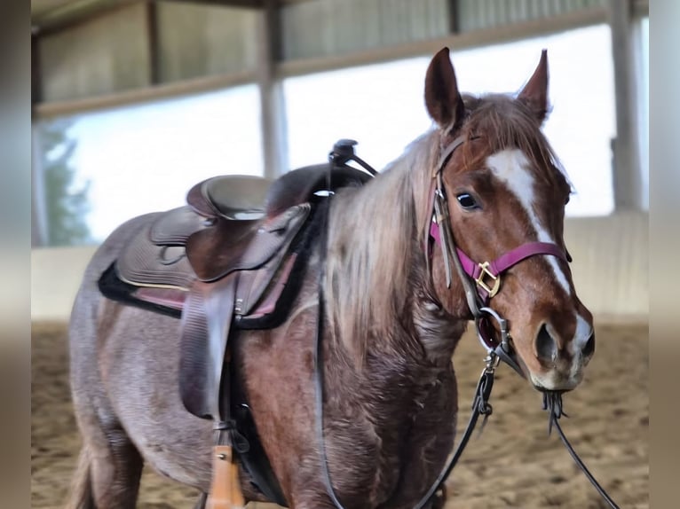 American Quarter Horse Merrie 5 Jaar 145 cm Roan-Red in Buggingen