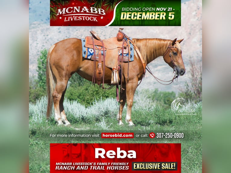 American Quarter Horse Merrie 5 Jaar 145 cm Roodvos in Cody, WY