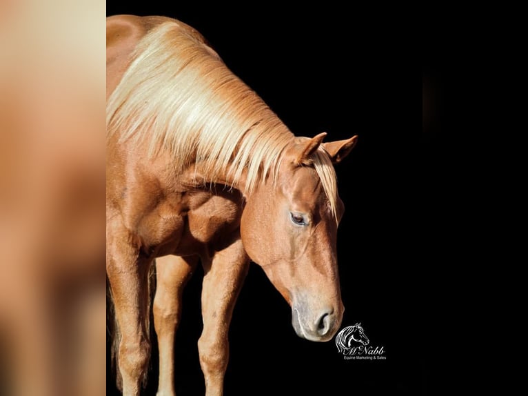 American Quarter Horse Merrie 5 Jaar 145 cm Roodvos in Cody, WY