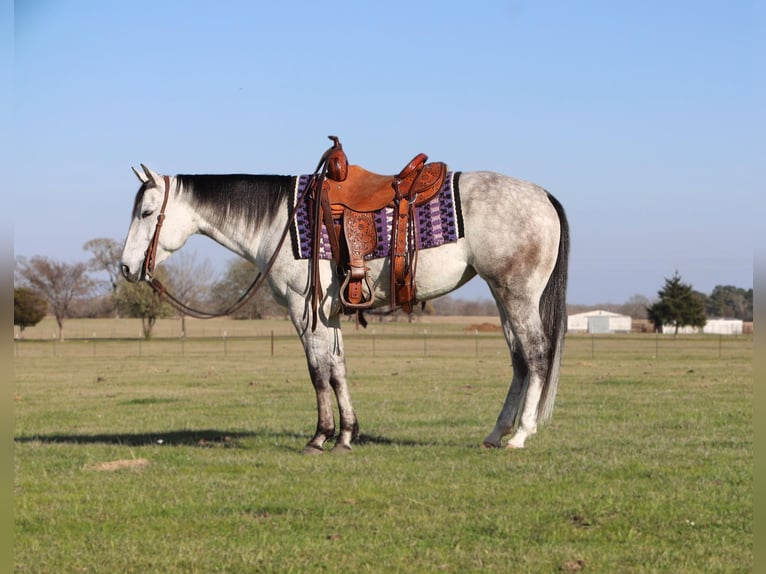 American Quarter Horse Merrie 5 Jaar 145 cm Schimmel in Grand Saline, TX