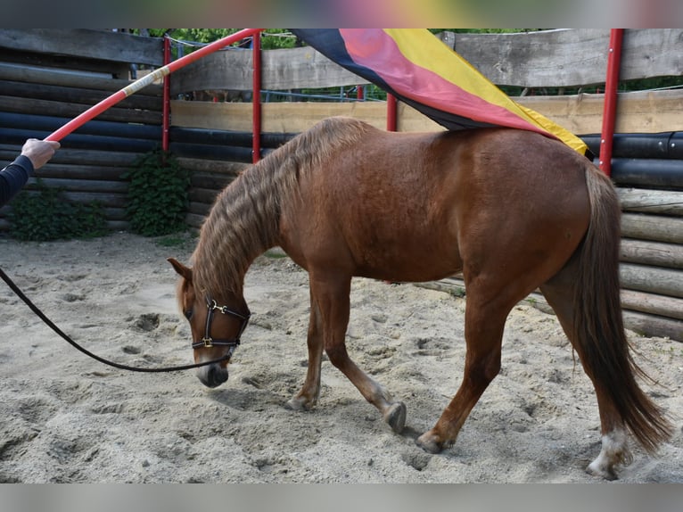 American Quarter Horse Merrie 5 Jaar 145 cm Vos in Landau an der Isar