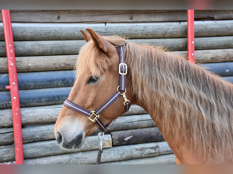 American Quarter Horse Merrie 5 Jaar 145 cm Vos in Landau an der Isar