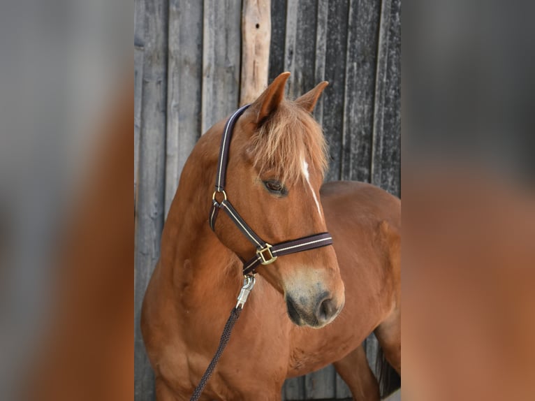 American Quarter Horse Merrie 5 Jaar 145 cm Vos in Landau an der Isar