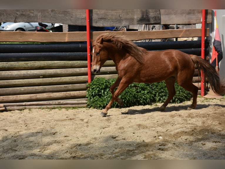 American Quarter Horse Merrie 5 Jaar 145 cm Vos in Landau an der Isar