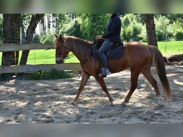 American Quarter Horse Merrie 5 Jaar 145 cm Vos in Landau an der Isar