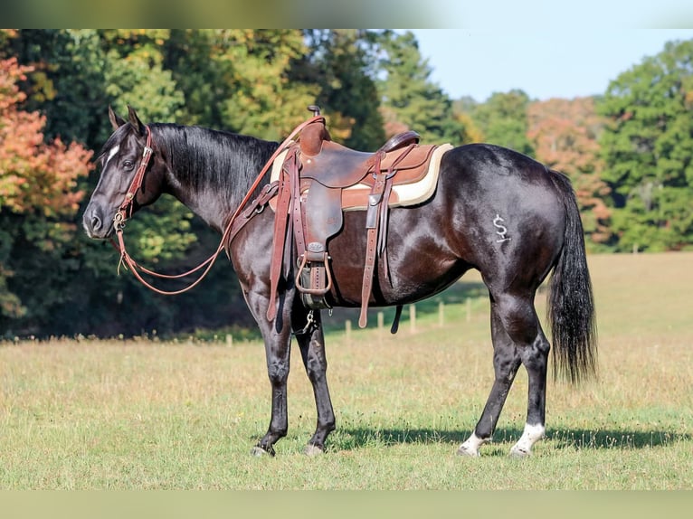 American Quarter Horse Merrie 5 Jaar 145 cm Zwart in Clarion, PA