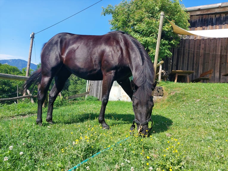 American Quarter Horse Merrie 5 Jaar 145 cm Zwart in Arndorf