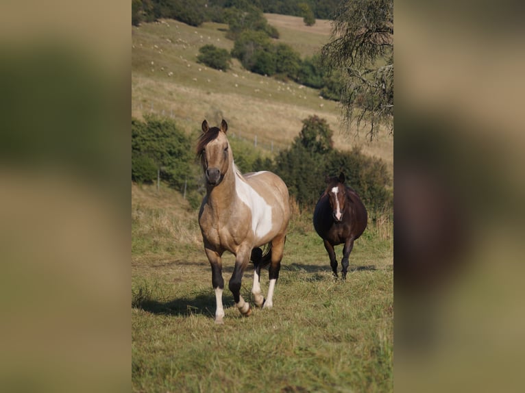 American Quarter Horse Merrie 5 Jaar 146 cm Buckskin in Mansfeld