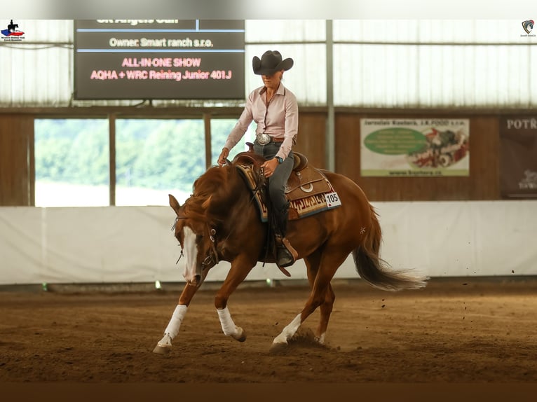 American Quarter Horse Merrie 5 Jaar 146 cm Roodvos in Kozlovice