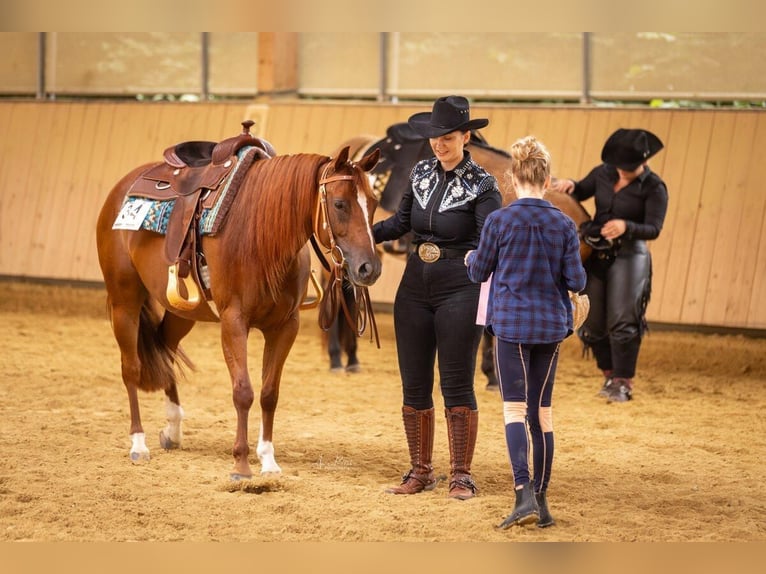 American Quarter Horse Merrie 5 Jaar 146 cm Vos in Haiming