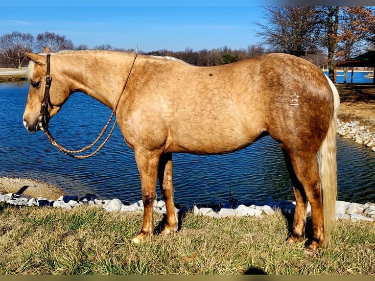 American Quarter Horse Merrie 5 Jaar 147 cm Palomino in Robards, KY