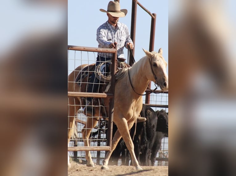 American Quarter Horse Merrie 5 Jaar 147 cm Palomino in Stephenville, TX