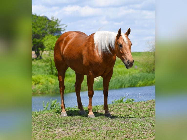 American Quarter Horse Merrie 5 Jaar 147 cm Palomino in Canistota, SD