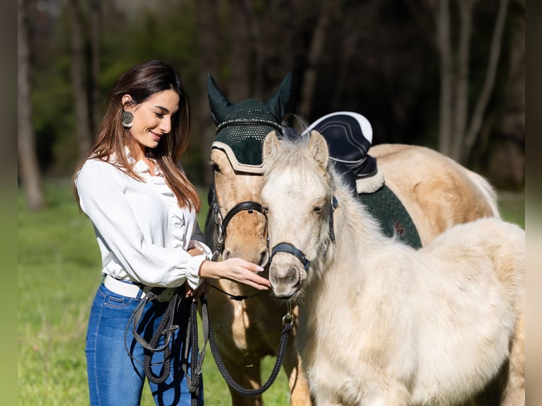 American Quarter Horse Merrie 5 Jaar 147 cm Palomino in Boccaleone