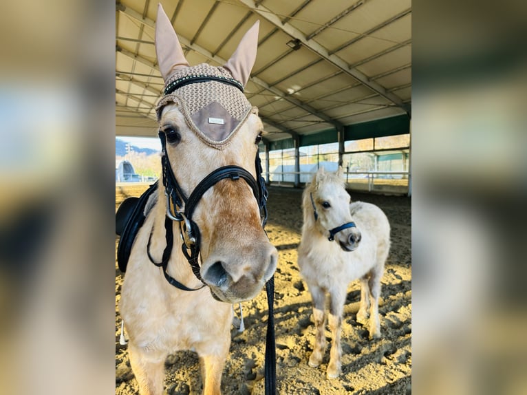 American Quarter Horse Merrie 5 Jaar 147 cm Palomino in Boccaleone