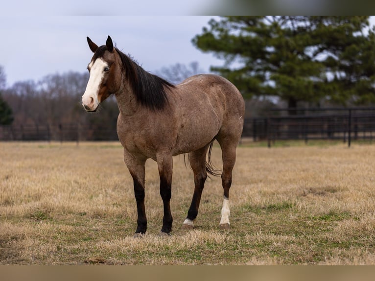 American Quarter Horse Merrie 5 Jaar 147 cm Roan-Bay in Canton