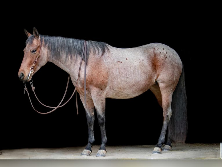 American Quarter Horse Merrie 5 Jaar 147 cm Roan-Bay in Chatsworth