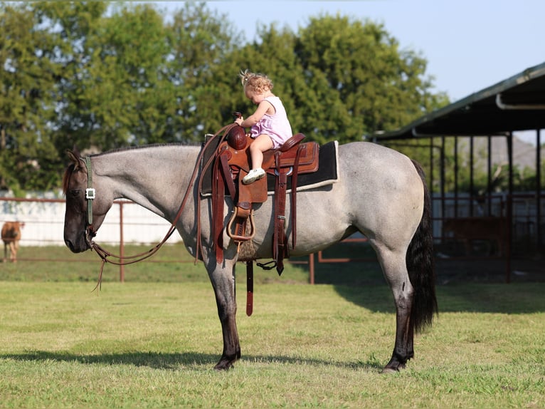 American Quarter Horse Merrie 5 Jaar 147 cm Roan-Blue in Forney