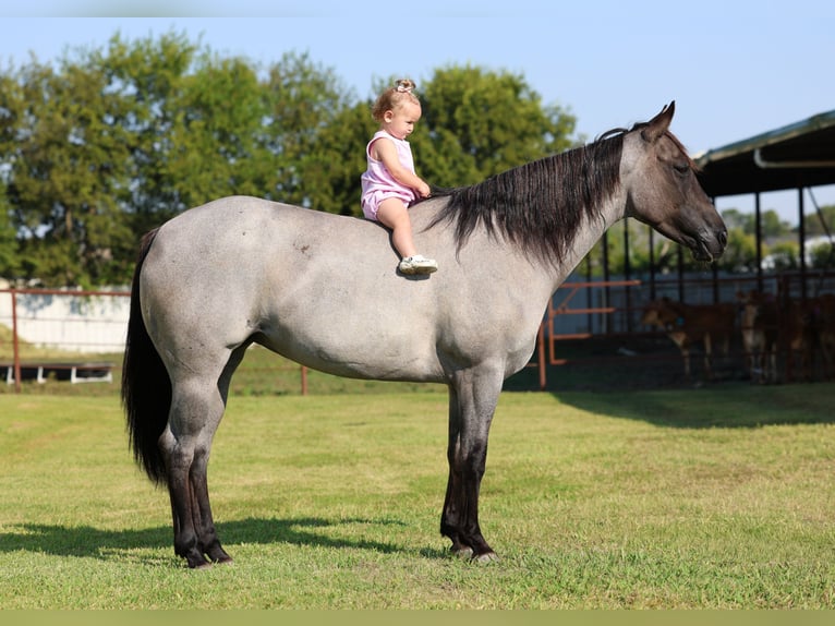 American Quarter Horse Merrie 5 Jaar 147 cm Roan-Blue in Forney