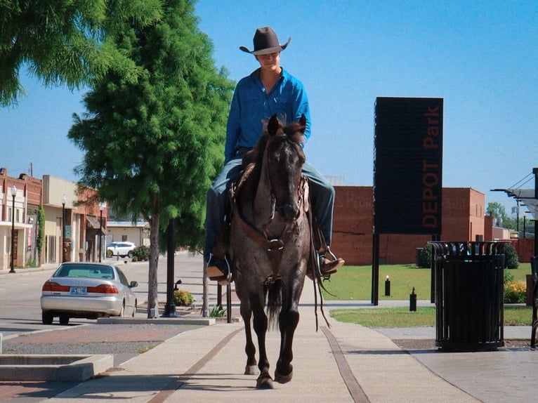 American Quarter Horse Merrie 5 Jaar 147 cm Roan-Blue in Marietta