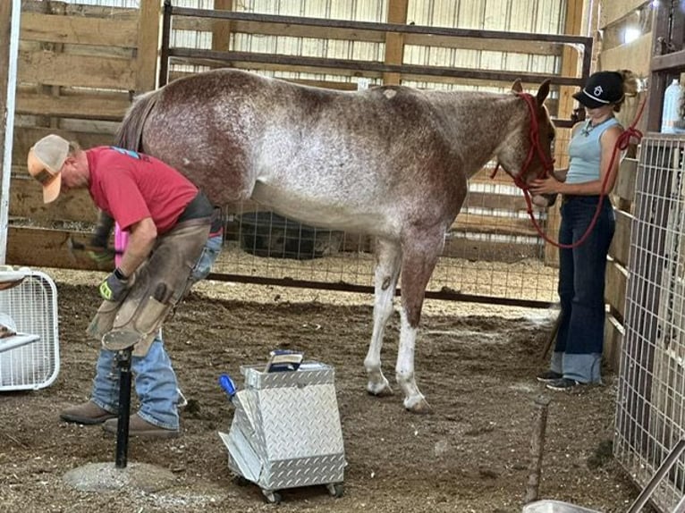 American Quarter Horse Merrie 5 Jaar 147 cm Roan-Red in Pikeville