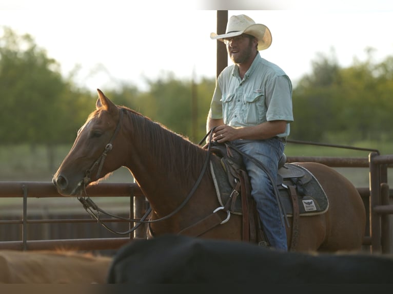 American Quarter Horse Merrie 5 Jaar 147 cm Roodvos in Weatherford