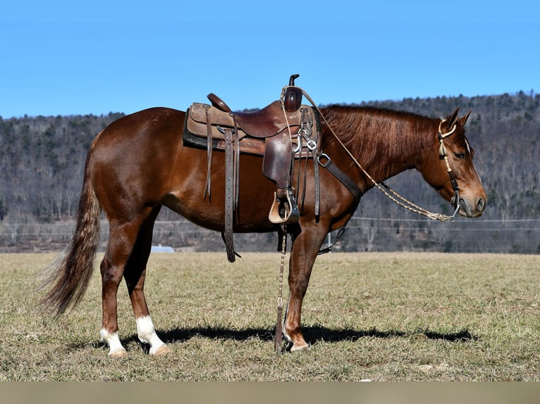 American Quarter Horse Merrie 5 Jaar 147 cm Roodvos in Rebersburg