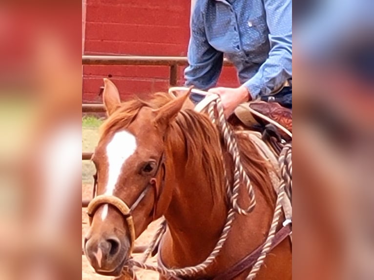 American Quarter Horse Merrie 5 Jaar 147 cm Roodvos in Rising Star, TX