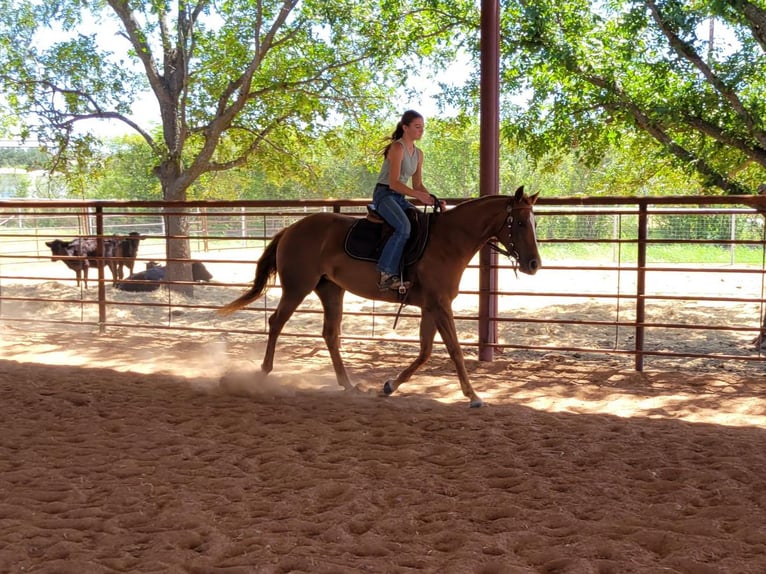 American Quarter Horse Merrie 5 Jaar 147 cm Roodvos in Rising Star, TX