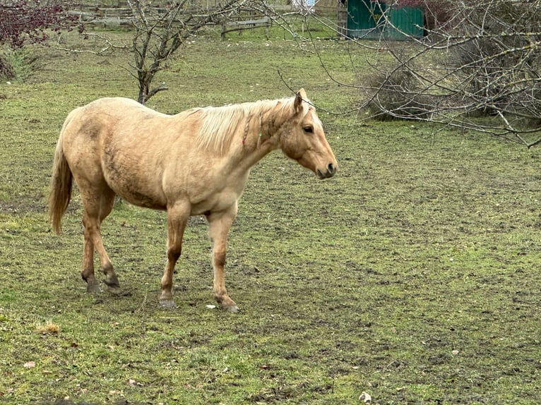 American Quarter Horse Merrie 5 Jaar 148 cm Dunalino in OPI