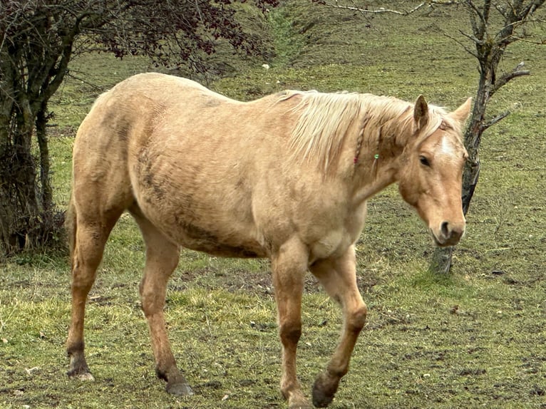 American Quarter Horse Merrie 5 Jaar 148 cm Dunalino in OPI