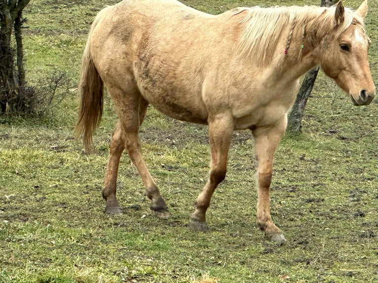 American Quarter Horse Merrie 5 Jaar 148 cm Dunalino in OPI